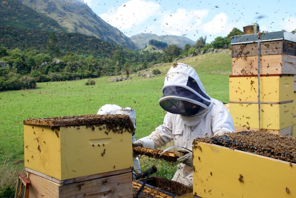 فوائد عسل المانوكا للبشرة