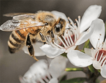 النحل ويوم البيئة العالمي